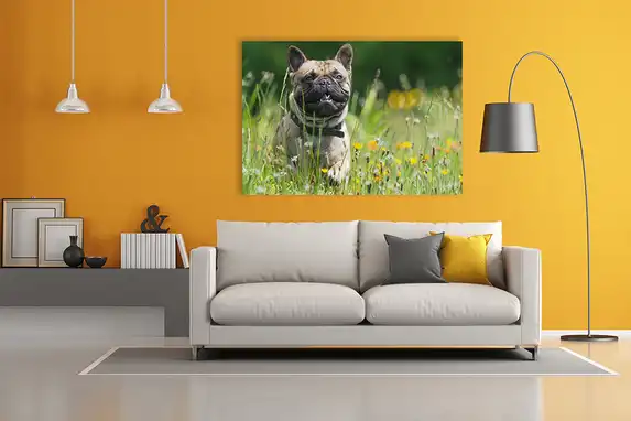 Put your pet on canvas at Phtotogift, top quality prints.